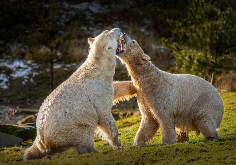 Play fighting polar bears