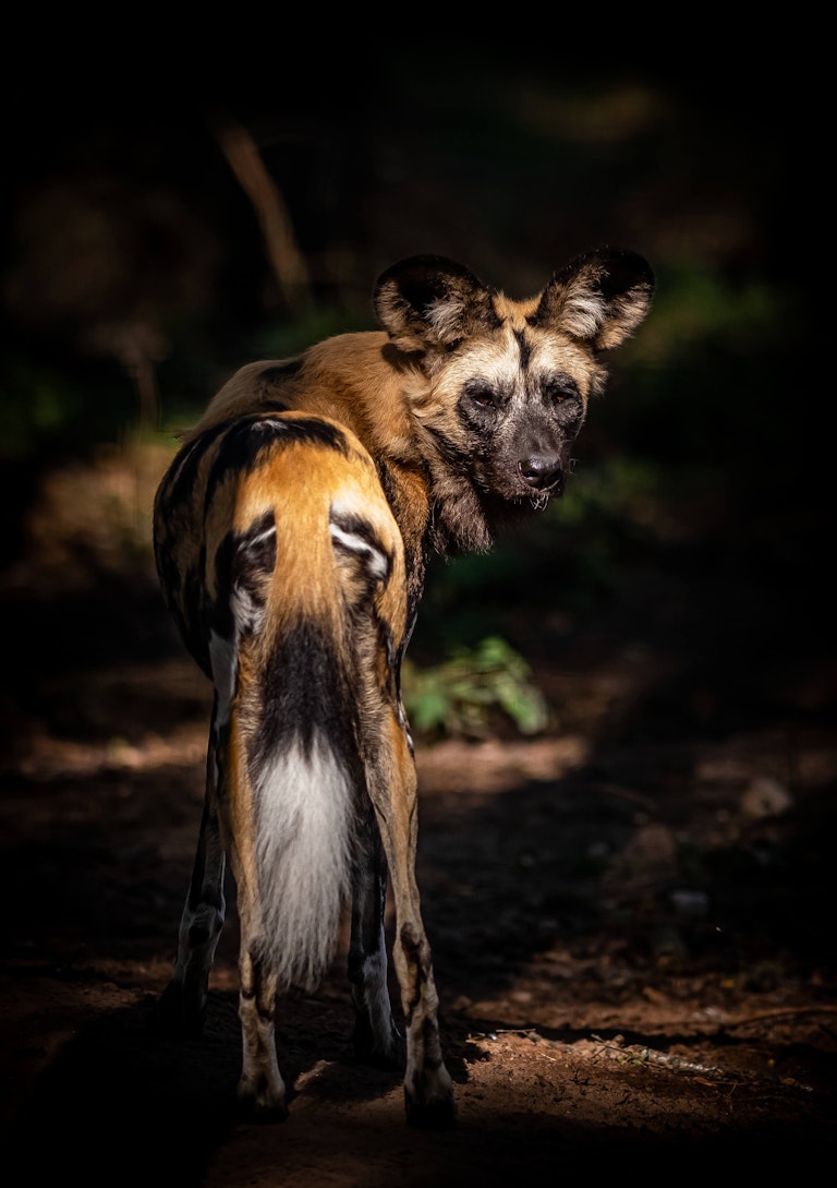 Painted dog looking back