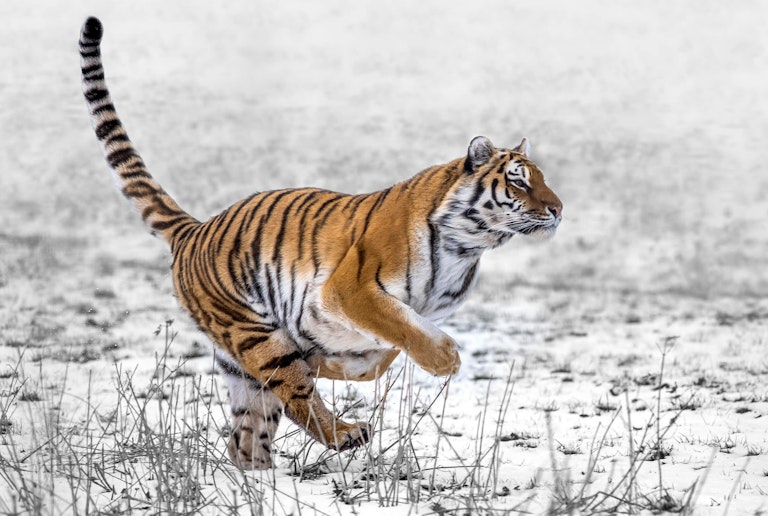 The winter tiger