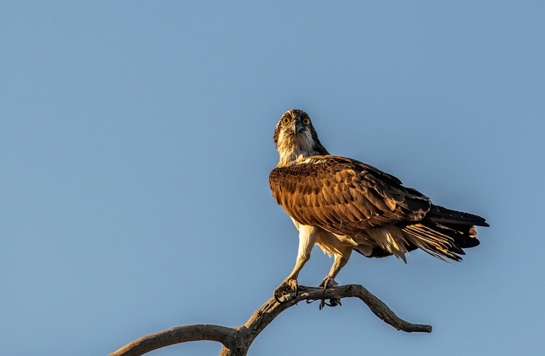 Osprey in golden light