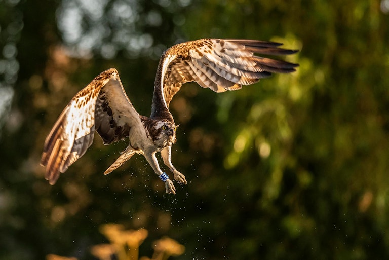 Osprey on golden wings