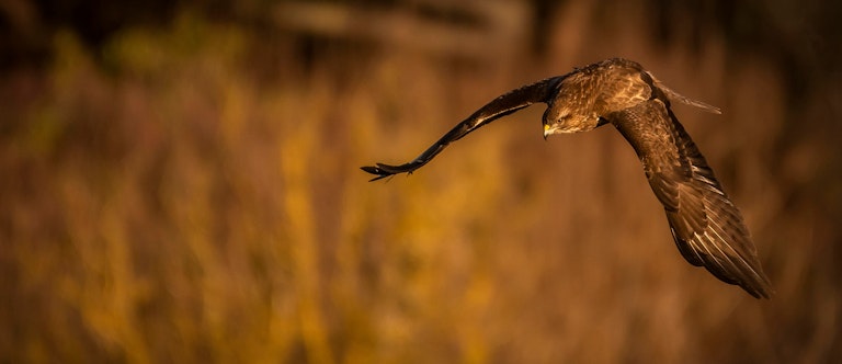 Buzzard locked on target