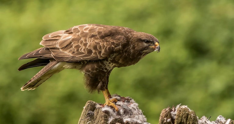 Buzzard with prey