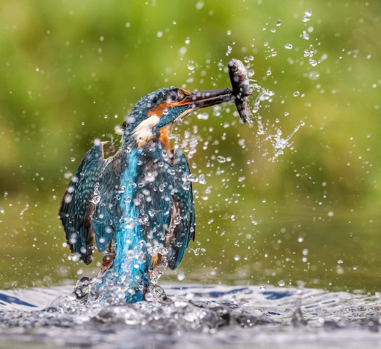 Diving Kingfisher