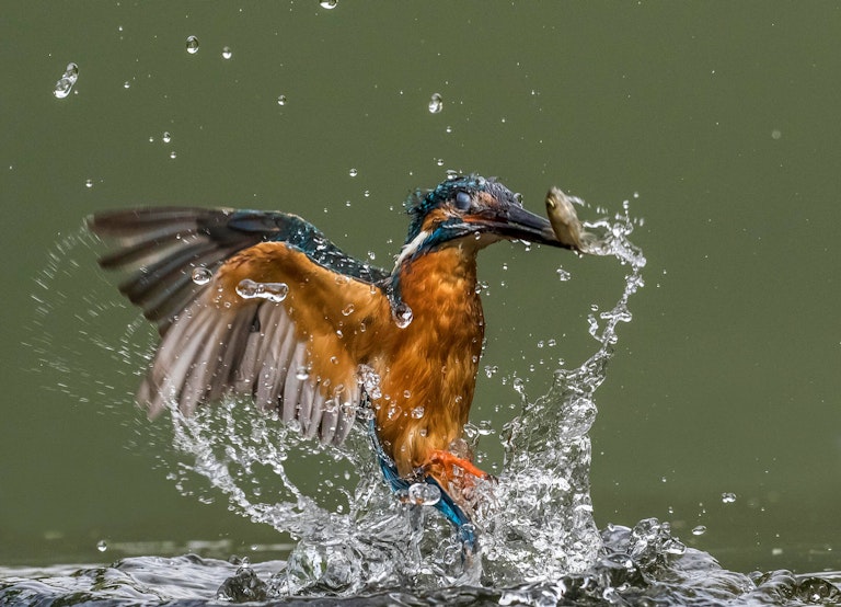 Diving Kingfisher