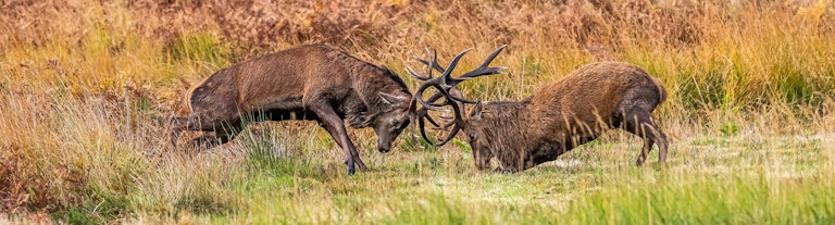 Duelling Stags