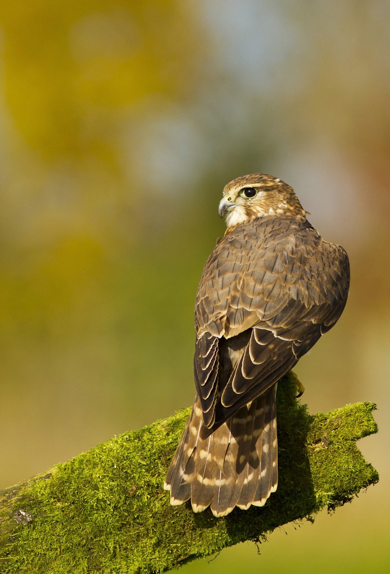 Female Merlin