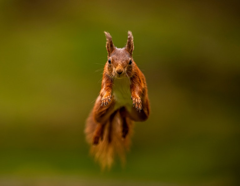 Flying Red Squirrel