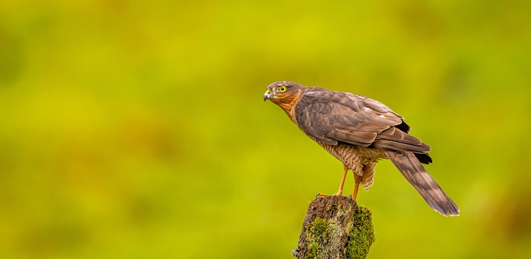 Galloway Sparrowhawk