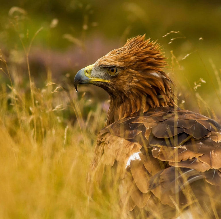 Golden Eagle