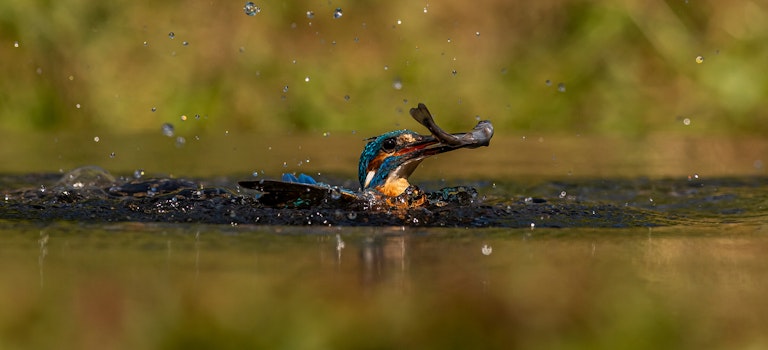 Kingfisher emerging from water with fish