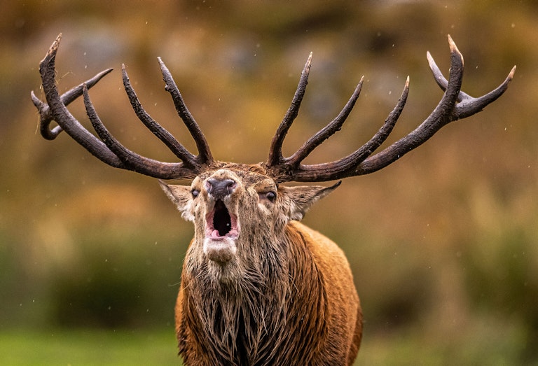 Roaring Galloway Stag close up
