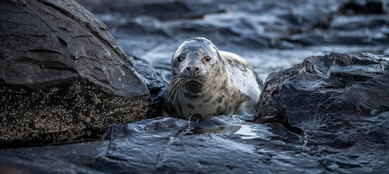 Grey Seal between the rocks