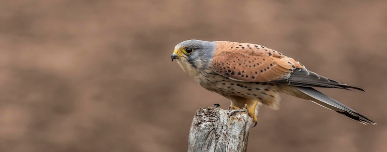 Kestrel perched