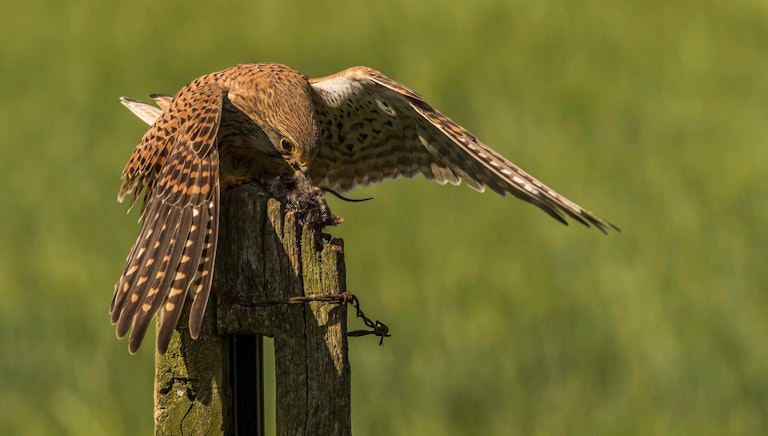 Kestrel with prey