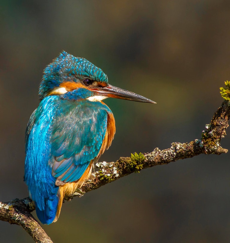 Kingfisher portrait