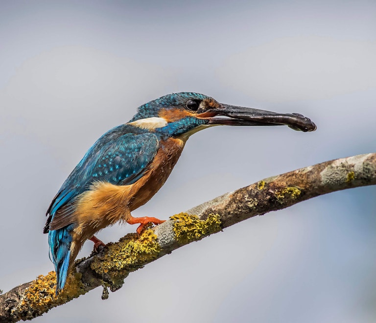 Kingfisher with fish