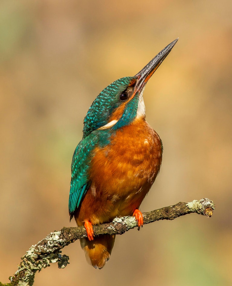 Kingfisher portrait