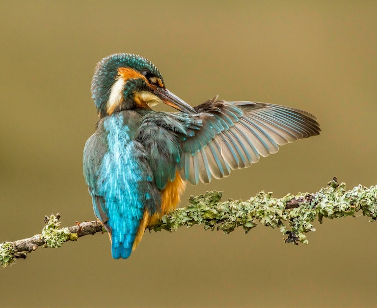 Kingfisher Preening