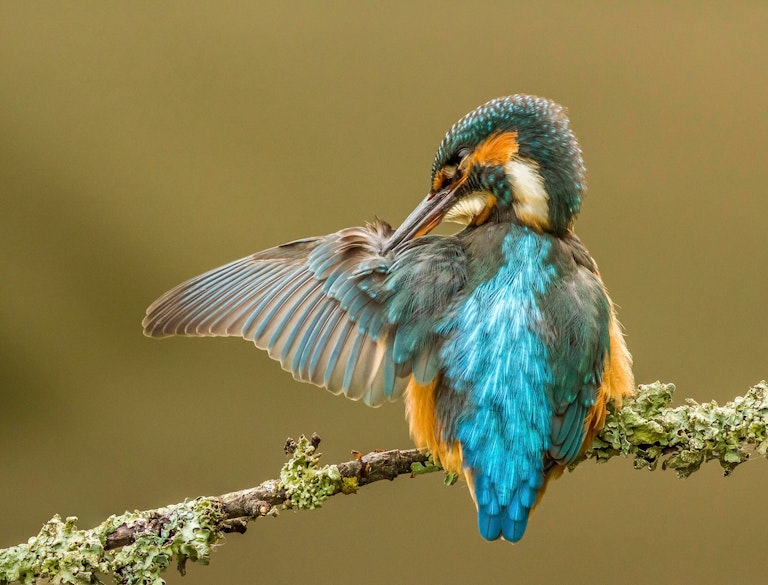 Kingfisher Preening