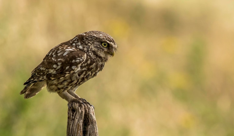 Little Owl