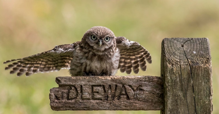 Little Owl on a sign