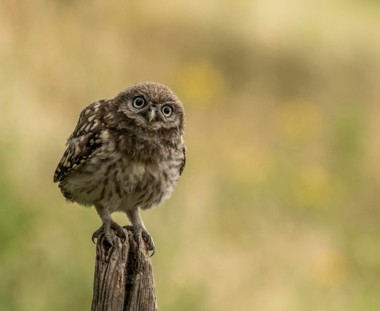 Little Owl wants to talk to you