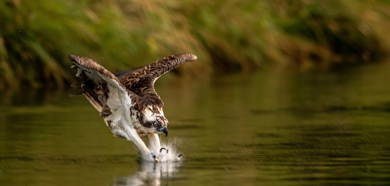 Miracles of nature, the Osprey dive