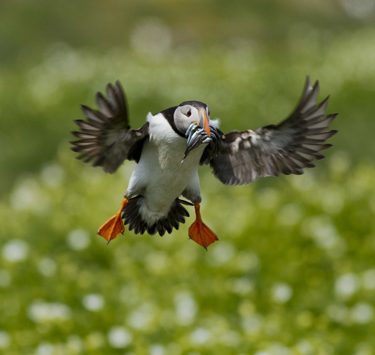 Puffin