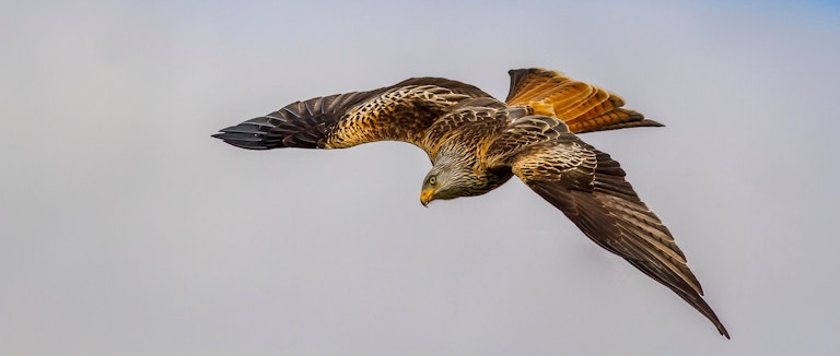 Red Kite above