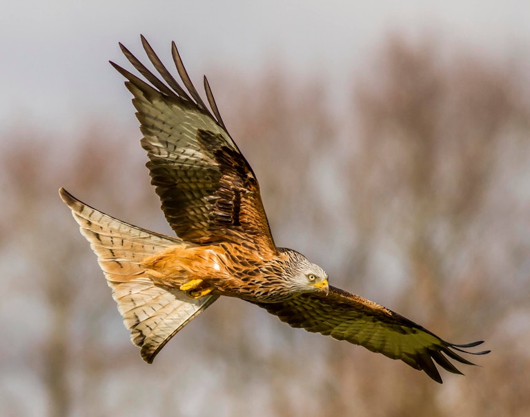 Red kite on the hunt