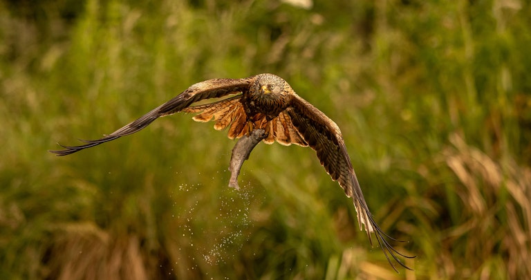 Red kite thinks its an Osprey