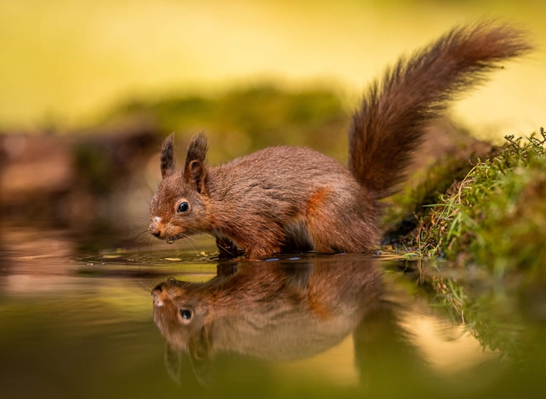 Red Squirrel having a paddle