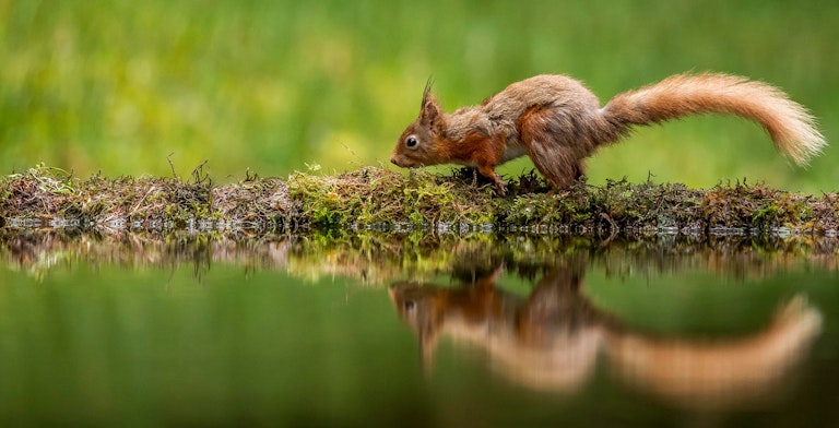 Red Squirrel running reflection