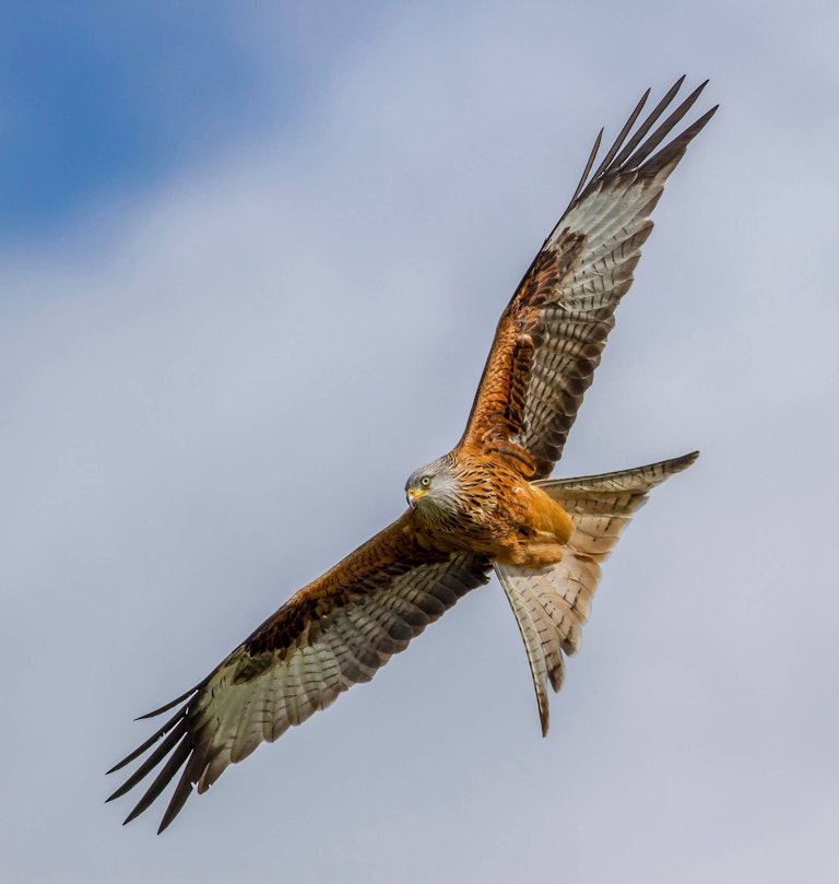 Red Kite above