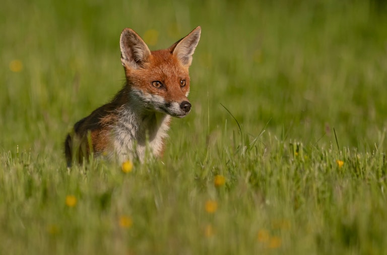 The beautiful red fox