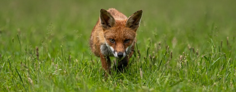 The cunning fox