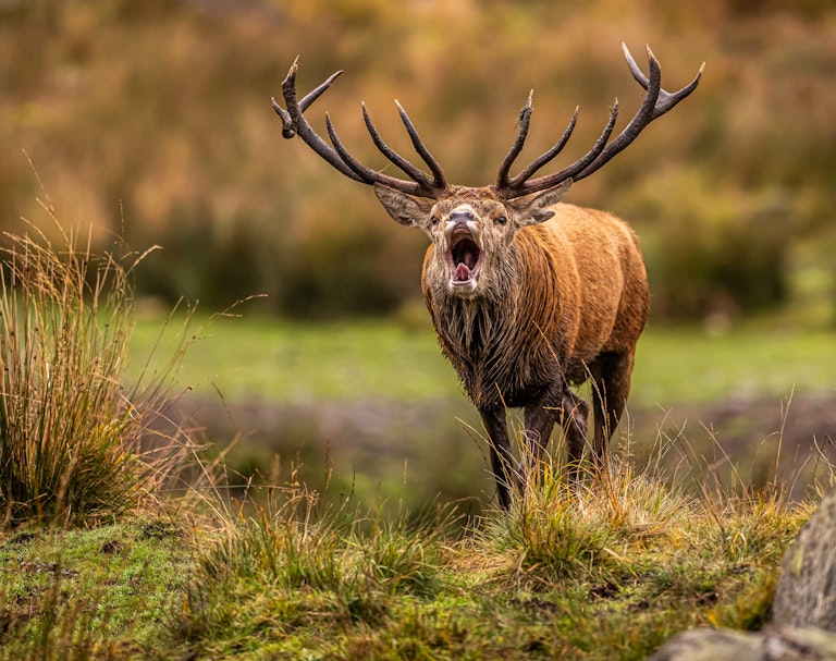 The roar of the galloway beast