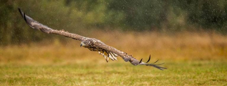 White tailed eagle