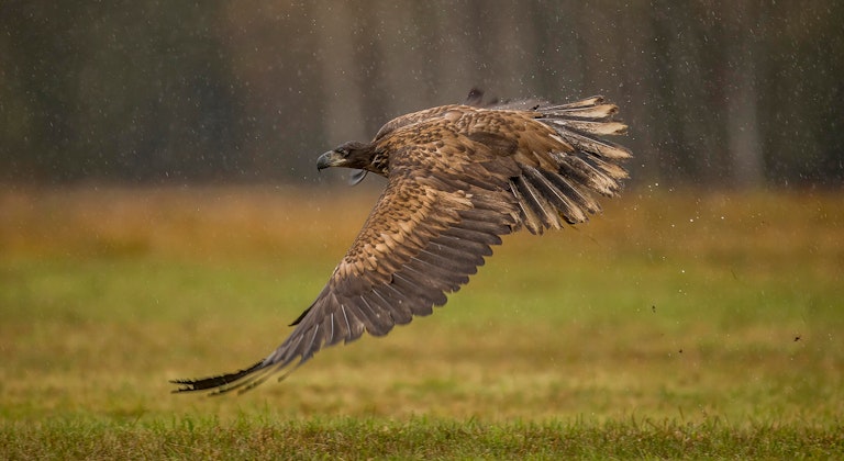 White tailed eagle