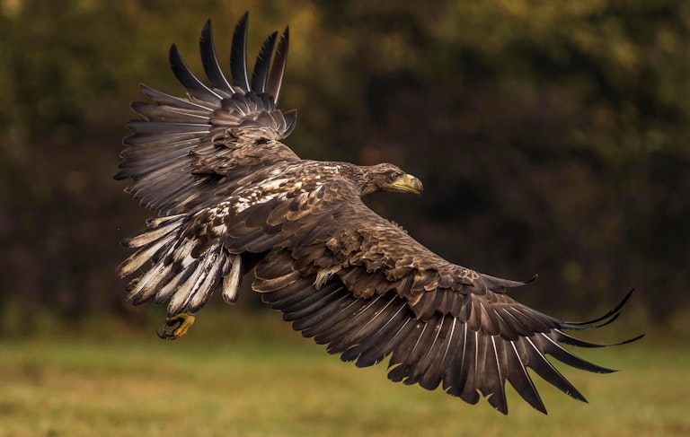 White tailed eagle