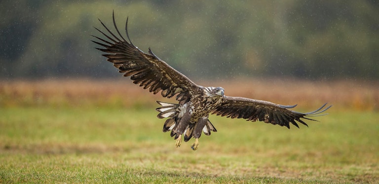 White tailed eagle