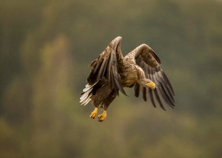 White tailed eagle