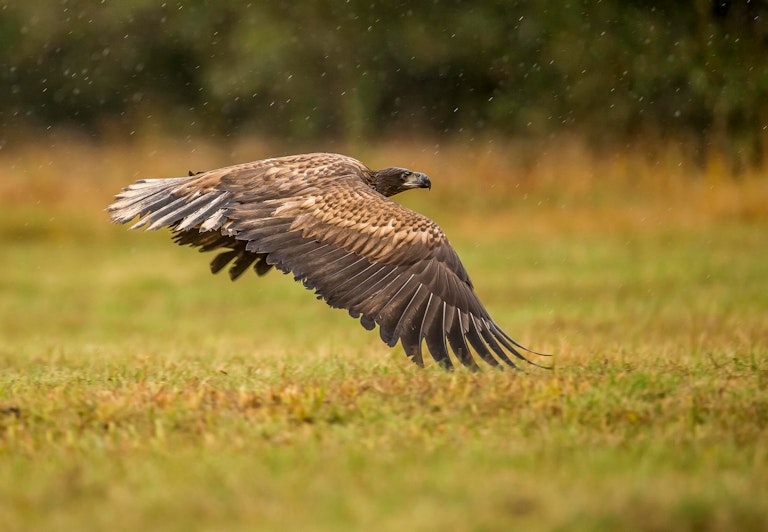 White tailed eagle