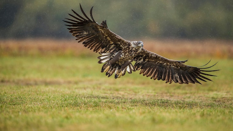 White tailed eagle