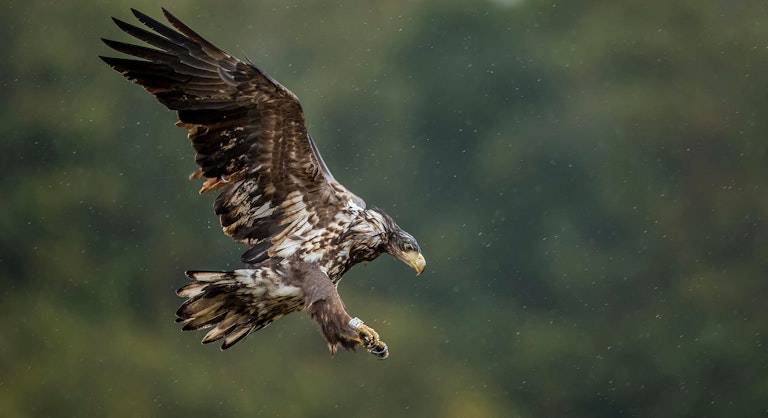 White tailed eagle