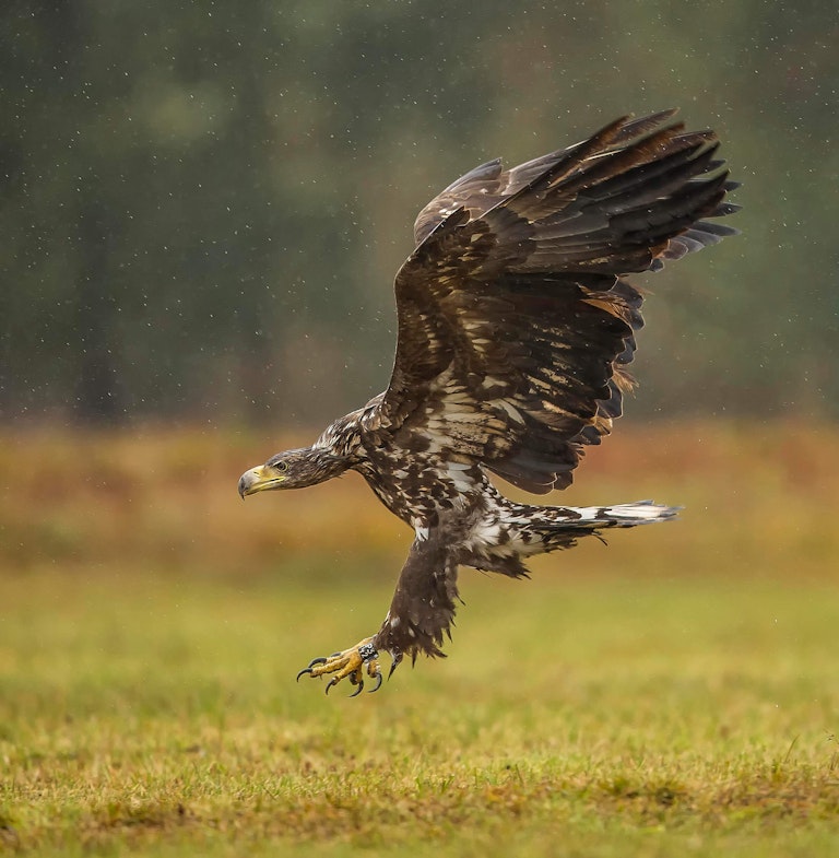 White tailed eagle