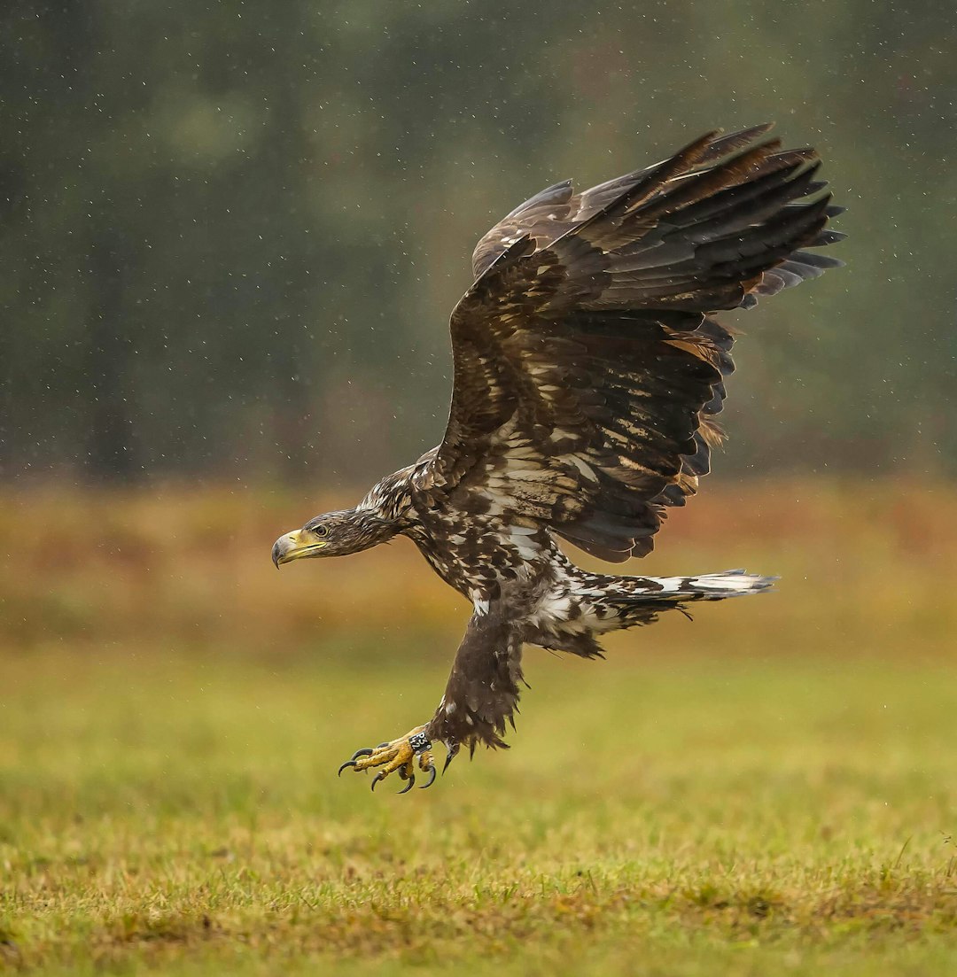 White Tailed Eagles 24