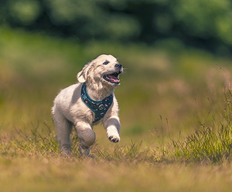 Dog Photography Langsett Reservoir