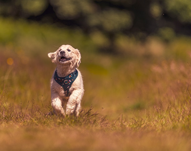 Dog Photography Langsett Reservoir